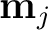 $\mathbf{m}_j$